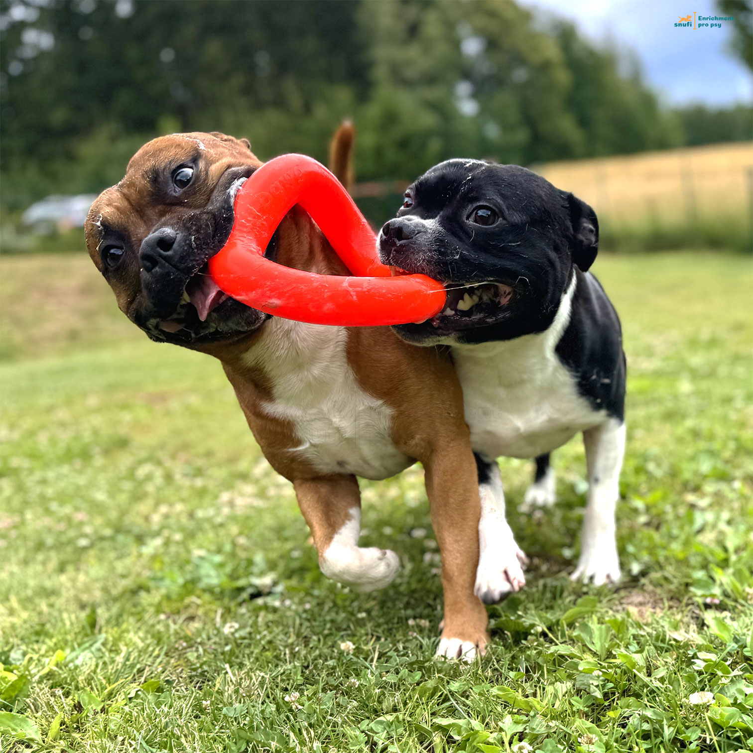 Ruff-dawg-Ring-psi